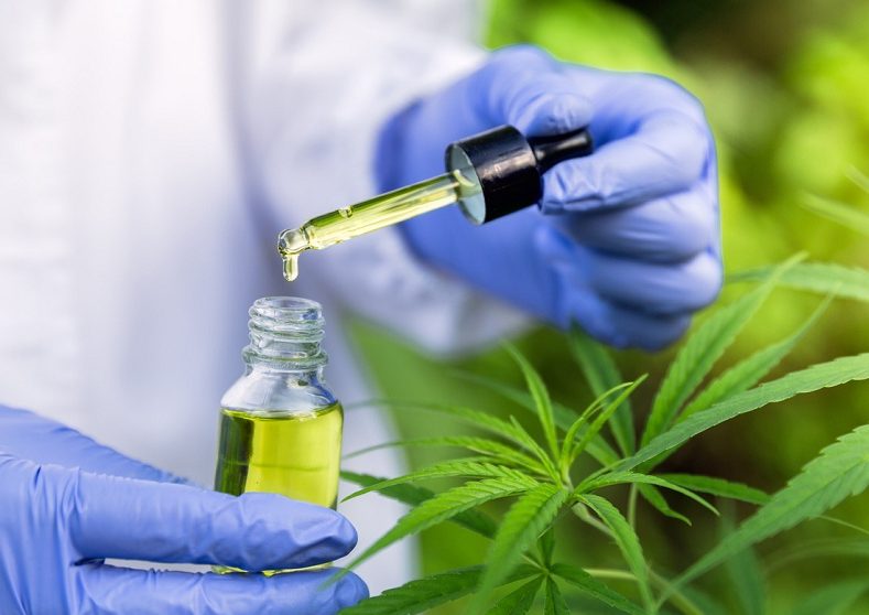 Uso terapêutico da cannabis está cada vez mais comum
