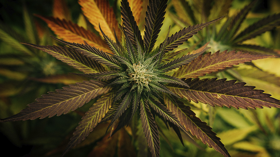 Esclerose Múltipla e o potencial do tratamento com cannabis